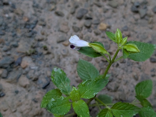Torenia violacea observed 2026-07-24