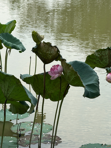 Sacred Lotus