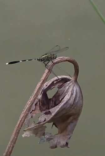 Slender Skimmer