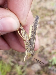 Cratypedes lateritius