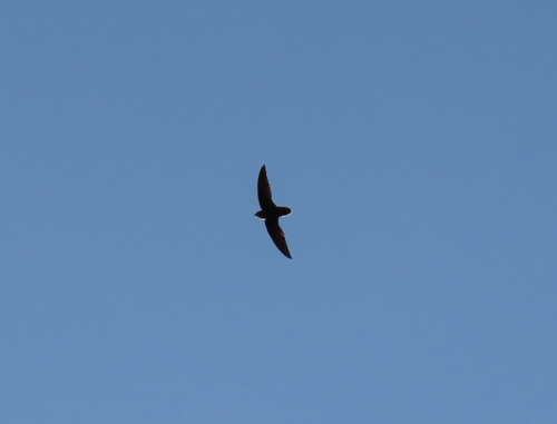 Sick's Swift