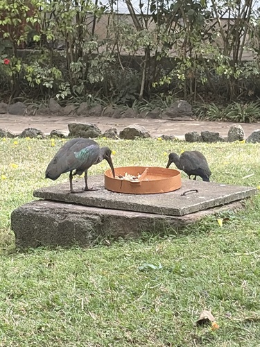 iNaturalist image