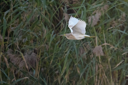 iNaturalist image
