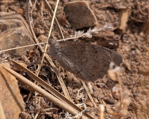 Tree Grayling