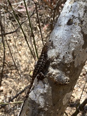 Sceloporus utiformis