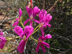 Pelargonium echinatum