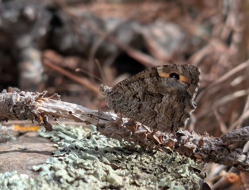 Grayling