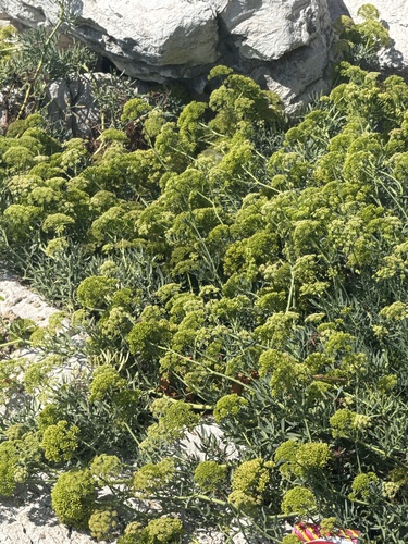 rock samphire