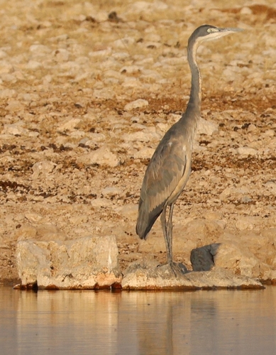 iNaturalist image