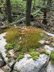 Polytrichastrum ohioense