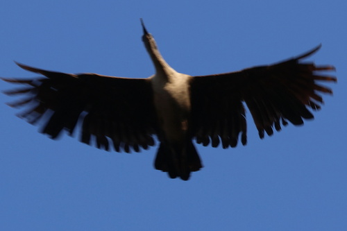 iNaturalist image