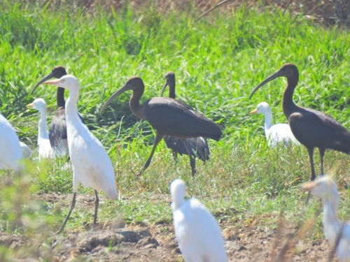 iNaturalist image