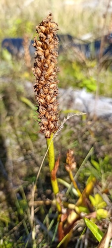 Gymnadenia conopsea observed 2026-08-27
