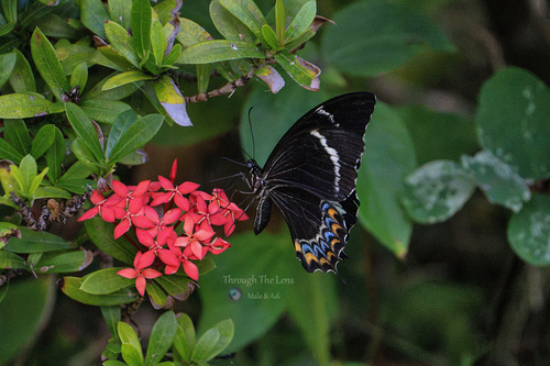 Fijian Swallowtail
