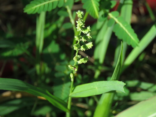 Jungle Rice