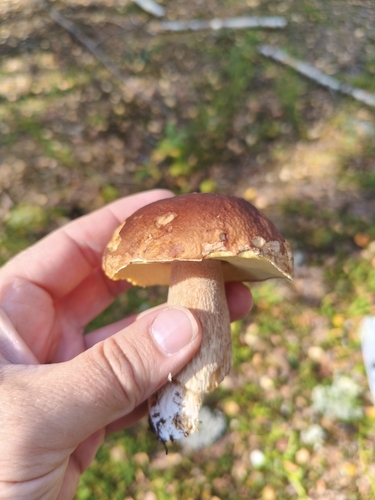 King Bolete