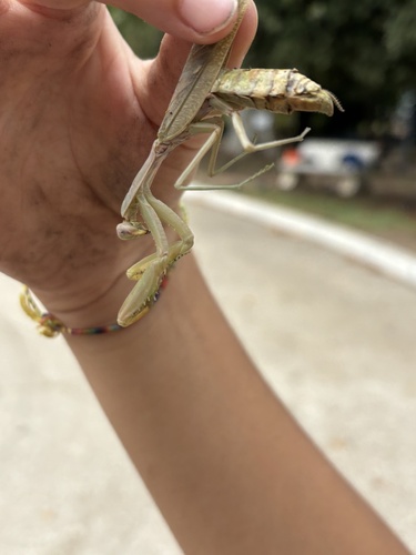 Transcaucasian Giant Mantis