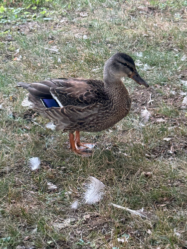 iNaturalist image