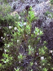 Leucadendron meridianum