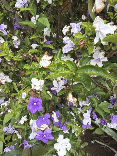 Brunfelsia uniflora observed 2026-09-10