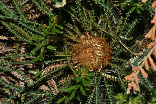 Banksia dallanneyi, photograph 5
