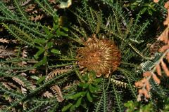 Banksia dallanneyi, photograph (c) James (Jim) Duggan, some rights reserved (CC BY)