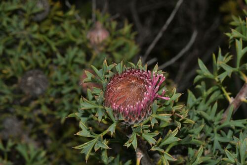 Isopogon dubius, photograph 2