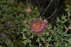 Isopogon dubius, photograph (c) James (Jim) Duggan, some rights reserved (CC BY)