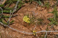 Hypocalymma xanthopetalum