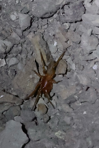 iNaturalist observation photo of Woodlouse Spider