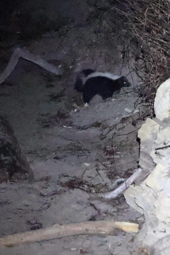 iNaturalist observation photo of Striped Skunk