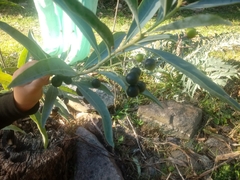 Solanum glaucophyllum