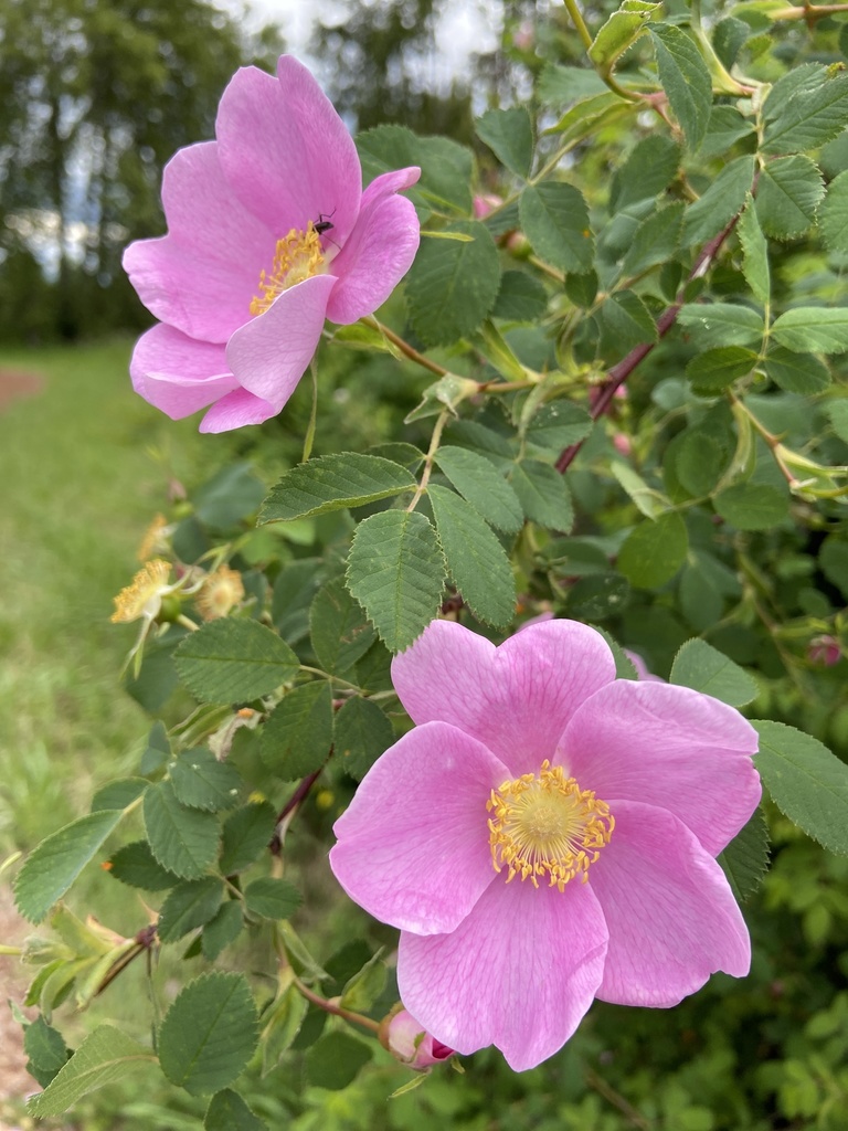 Nootka rose