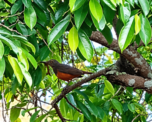 Rufous-bellied Thrush