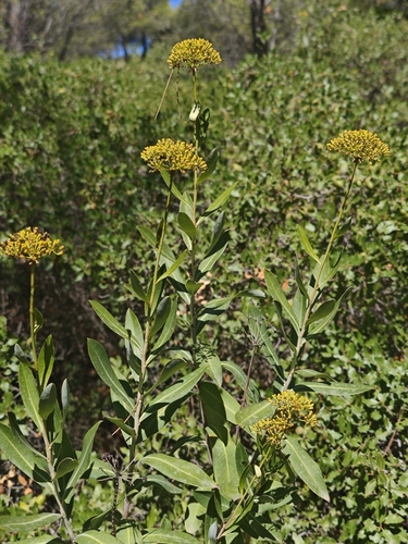 Bupleurum fruticosum, photograph 5
