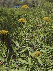 Bupleurum fruticosum, photograph (c) Aubin NORMAND, some rights reserved (CC BY)