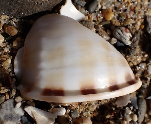Phalium bandatum observed 2026-08-20