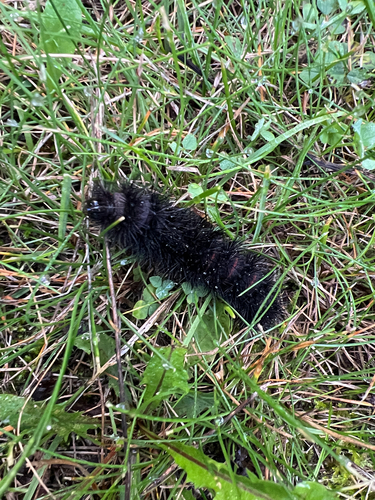 Giant Leopard Moth