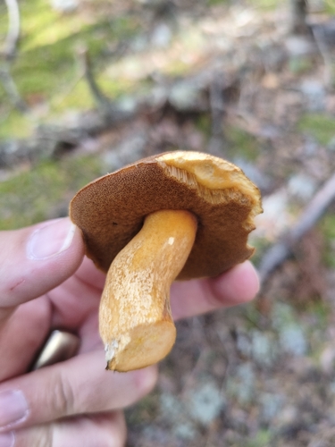 Velvet Bolete