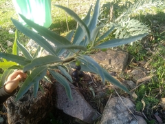 Solanum glaucophyllum