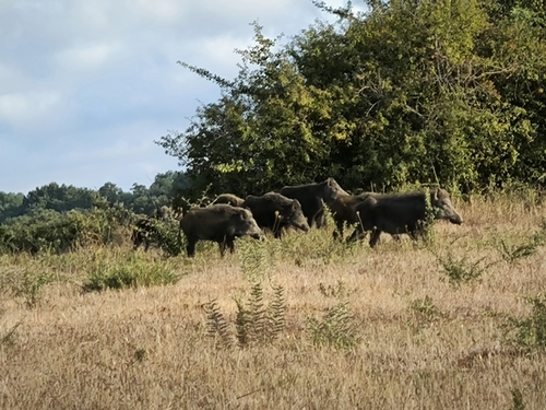 Wild Boar