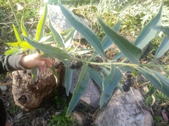 Solanum glaucophyllum
