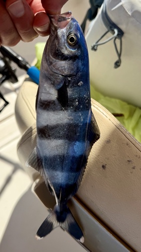 Pilotfish