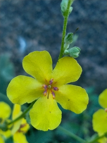 wavyleaf mullein