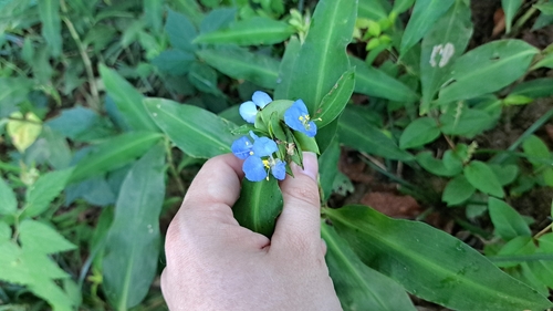 Commelina virginica, photograph 5