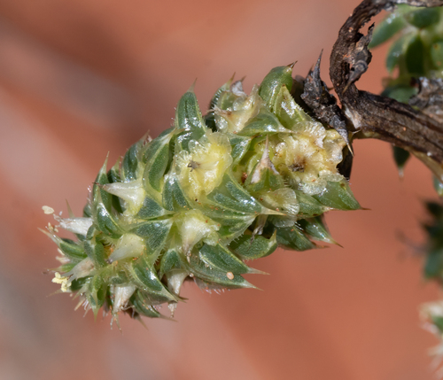 Southern Russian Thistle