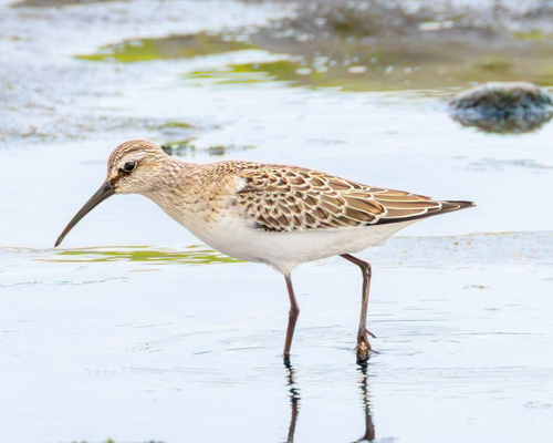 Curlew Sandpiper