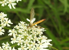 Nephrotoma flavescens