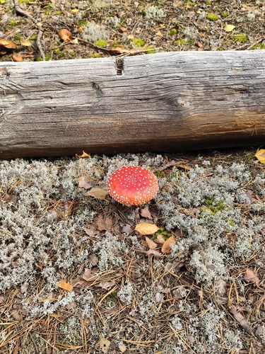 Fly Agaric