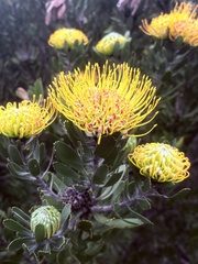 Leucospermum praecox